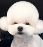 두부네 펫살롱
