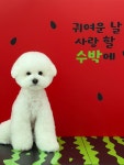 댕뽀까 경산애견미용