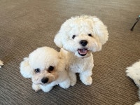메종드로이 애견카페&유치원&호텔