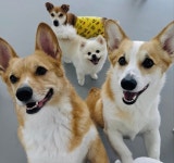 딩동댕치원