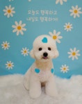 강아지놀이터 강아지미용실