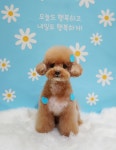 강아지놀이터 강아지미용실