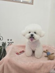 미묘하개