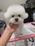 미묘하개