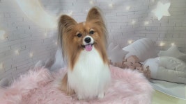 복슬 강아지미용실