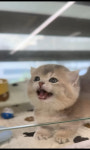 광주고양이먼치킨프리미엄먼치킨 광주점