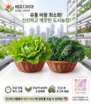 베르디비아