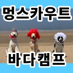 브이아이피독 애견훈련소