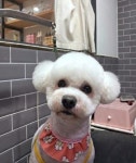 도로시퍼피