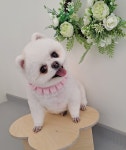 나나강아지미용실