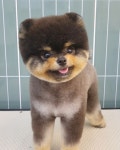 그린펫그루밍