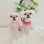 나나강아지미용실