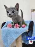 루비캣