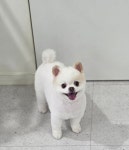 댕댕이살롱