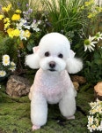댕댕사우나