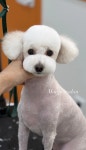 모아펫살롱
