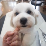 라라펫살롱