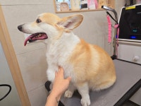 메리몰펫샵안락점 애견미용