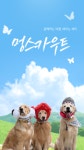브이아이피독 애견훈련소