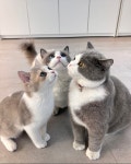 미오즈 고양이분양 목동점