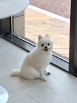 멍피스