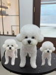 댕디샵