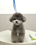 멍피스