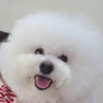 개편한이발소