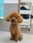 가희애견미용실&호텔