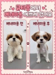 큐티몽