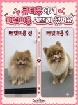 큐티몽
