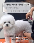 국비지원이지애견미용학원