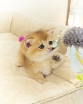 왕발고양이