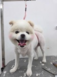 큐티몽