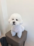 마이펫살롱