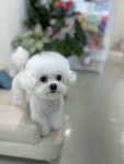 달코살롱