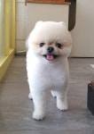 올리브독