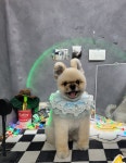 달펫샵