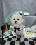 달펫샵