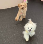 펫미반려견유치원