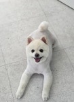 댕댕이살롱