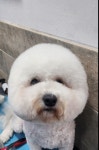 눈부시개 그루밍