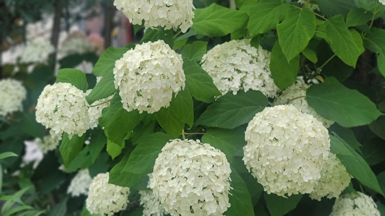 타볼라 펠리체