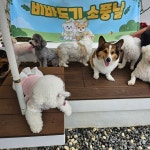 비바도기