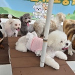 비바도기