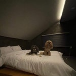 태안 알로하오에 애견풀빌라