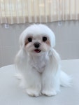 미용오개 애견미용실 영등포점
