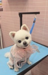버블독스 가정루원시티점