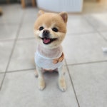 애견미용샵