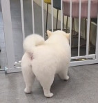 버블독스 가정루원시티점